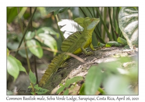 Common Basilisk male