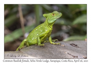 Common Basilisk female