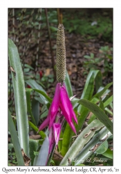 Queen Mary's Aechmea