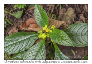 Chrysothemis dichroa