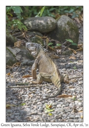 Green Iguana