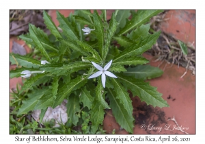 Star of Bethlehem