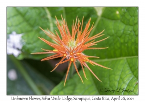 Jungle Cucumber Flower