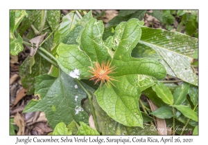 Jungle Cucumber