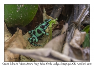 Green-and-black Poison Arrow Frog