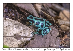 Green-and-black Poison Arrow Frog