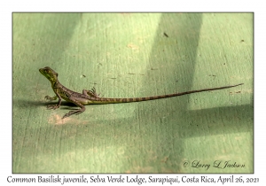 Common Basilisk juvenile