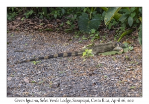 Green Iguana