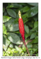 Bamboo Ginger
