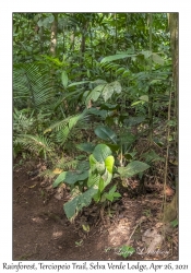 Rainforest Plants