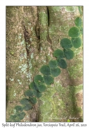 Split-leaf Philodendron juvenile