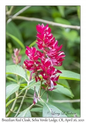 Brazilian Red Cloak