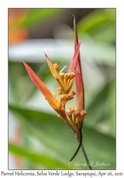 Parrot Heliconia