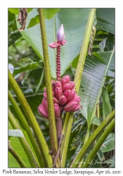 Pink Bananas