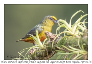 Yellow-crowned Euphonia female