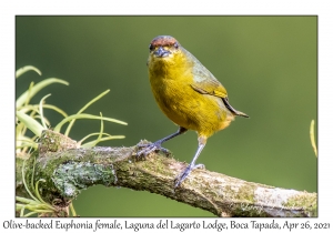 Olive-backed Euphonia female