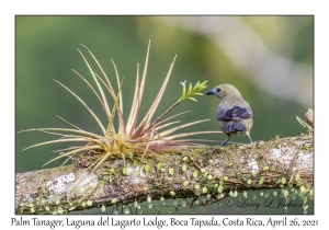 Palm Tanager