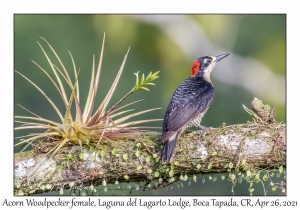 Acorn Woodpecker female