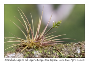 Bromeliad