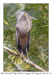 Bare-throated Tiger-Heron