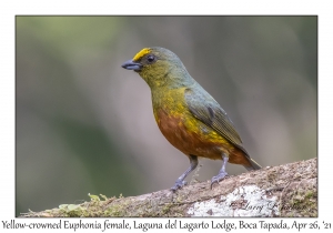 Yellow-crowned Euphonia female