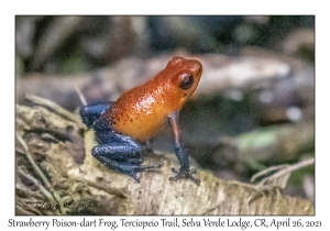 Strawberry Poison-dart Frog