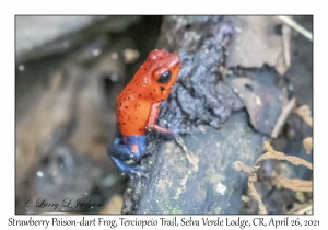 Strawberry Poison-dart Frog