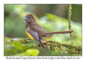 Black-throated Trogon female