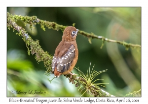 Black-throated Trogon juvenile