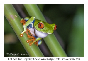 Red-eyed Tree Frog, night