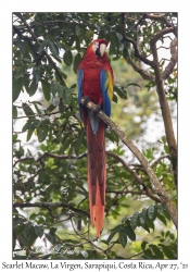 Scarlet Macaw