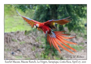 Scarlet Macaw