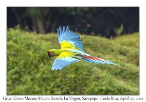 Great Green Macaw