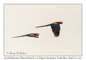 Scarlet Macaws