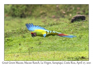 Great Green Macaw