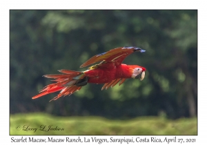 Scarlet Macaw