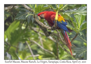 Scarlet Macaw