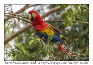 Scarlet Macaw