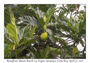 Breadfruit