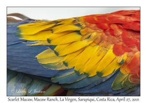 Scarlet Macaw