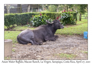 Asian Water Buffalo