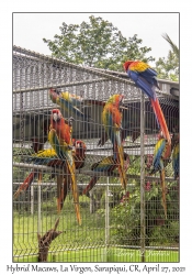 Hybrid Macaws