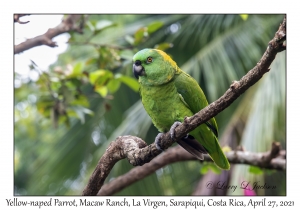 Yellow-naped Parrot