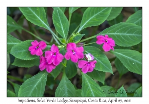 Impatiens