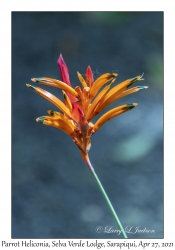 Parrot Heliconia