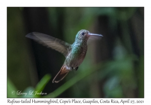 Rufous-tailed Hummingbird