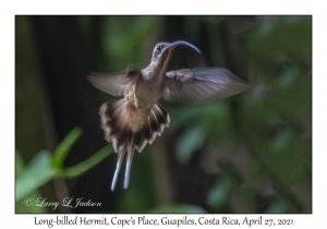 Long-billed Hermit