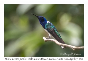 White-necked Jacobin male