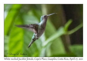 White-necked Jacobin female