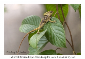 Helmeted Basilisk